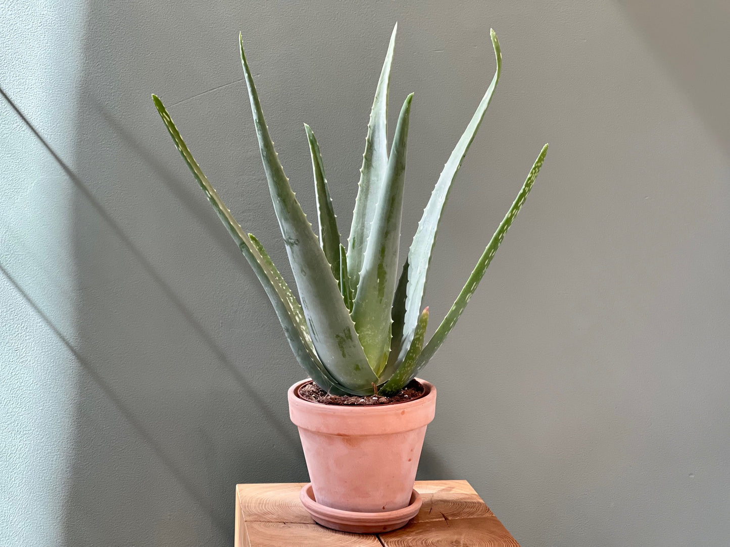 Dette er fordelene med aloe vera